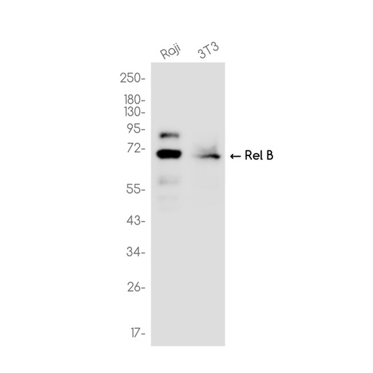 Rel B antibody western blot Raji 3T3 lysates STJA0036437