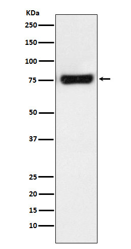 MTA2 antibody western blot HeLa lysates STJA0036471