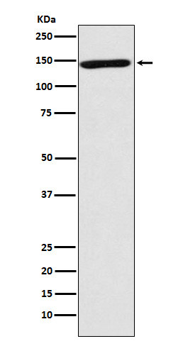 NRCAM antibody western blot human forebrain STJA0036473