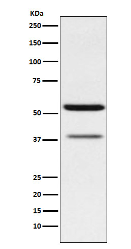 CEACAM6 antibody western blot MCF-7 cells STJA0036485