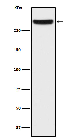 IP3 Receptor antibody western blot HeLa lysates STJA0036491