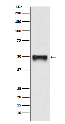 CD209 antibody western blot HaCaT STJA0036498
