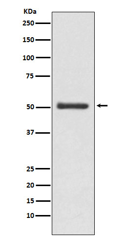 LOXL2 antibody western blot MCF-7 STJA0036573