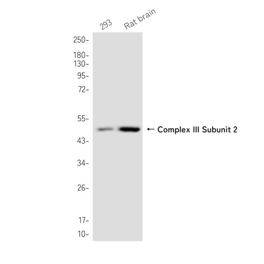 Complex III Subunit 2 antibody western blot HEK293 rat brain STJA0036576