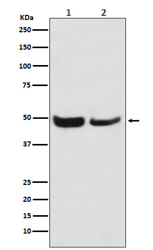 SKP2 antibody western blot Jurkat NIH/3T3 STJA0036580