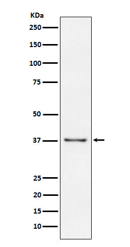 CD23 antibody western blot Raji cells STJA0036615