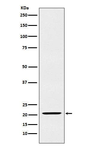 IL-23 alpha antibody western blot Raji lysates STJA0036652