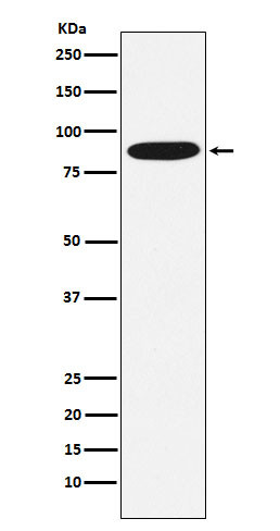 MST1 antibody western blot HepG2 STJA0036654