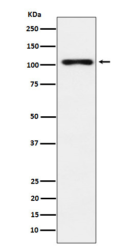 TPO antibody western blot human thyroid STJA0036662