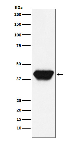 SPI1 antibody western blot Daudi lysates STJA0036728
