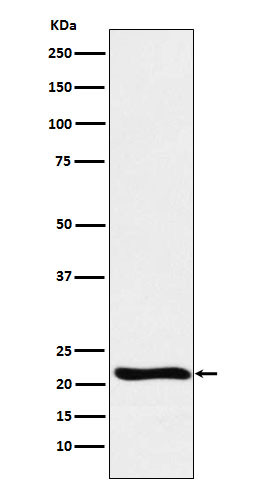 GLO1 antibody western blot Raji lysates STJA0036768