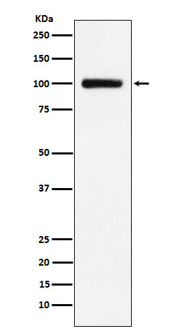 Transferrin Receptor 2 antibody western blot HepG2 STJA0036861