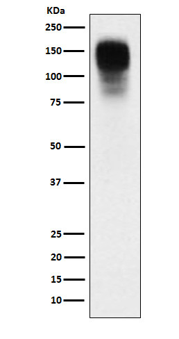 CEACAM1 antibody western blot SW480 STJA0036923