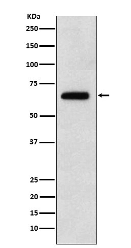 EBF1 antibody western blot Raji STJA0036927