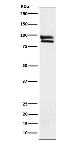 OS9 antibody western blot HeLa lysates STJA0036928