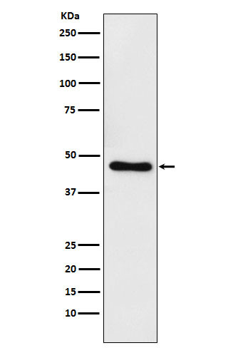 CTBP1 antibody western blot Raji STJA0036975