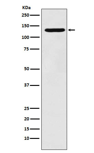 PCB antibody western blot HepG2 lysates STJA0036986