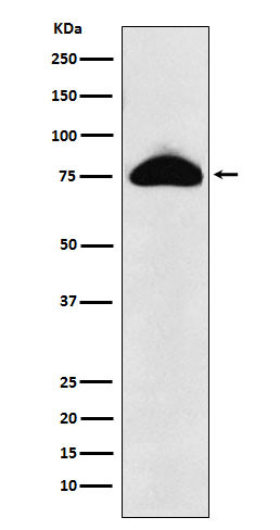 CD66b antibody western blot human plasma lysates STJA0036992
