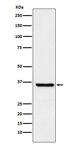 GSTO1 antibody western blot HepG2 lysates STJA0037003