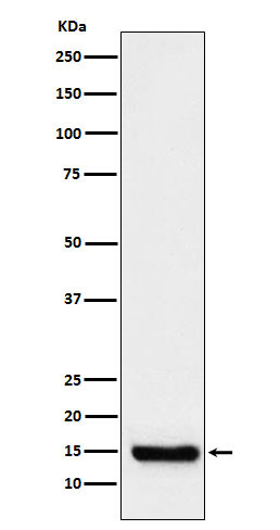 TTC11 antibody western blot Raji lysates STJA0037004