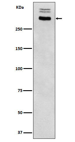 Thyroglobulin antibody western blot human thyroid STJA0037057