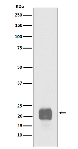 Cripto1 antibody western blot NCCIT STJA0037070