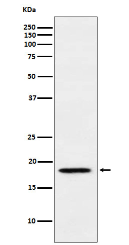 MTH1 antibody western blot Jurkat STJA0037101