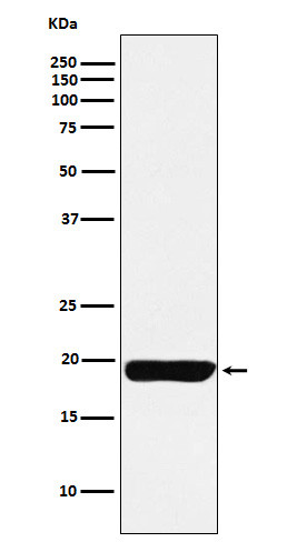 MYL9 antibody western blot human uterus STJA0037162