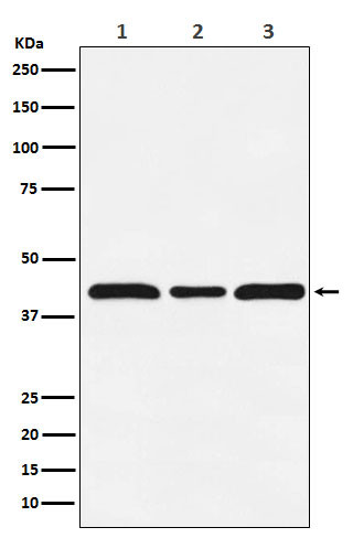 c-Maf antibody western blot HUVEC NIH/3T3 PC-12 STJA0037179