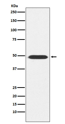 ATP1B1 antibody western blot mouse brain STJA0037187