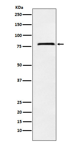 NDUFS1 antibody western blot Raji lysates STJA0037204
