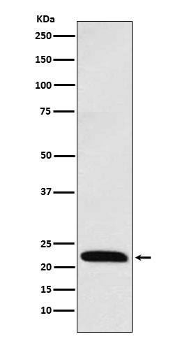 ICOS antibody western blot Jurkat cells STJA0037205
