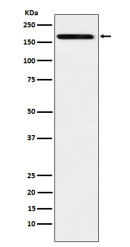 IL-17 Receptor A antibody western blot Raji STJA0037262