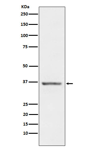 STC1 antibody western blot human prostate STJA0037284