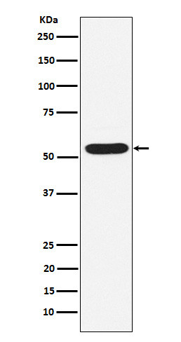 PIAS2 antibody western blot HepG2 STJA0037304