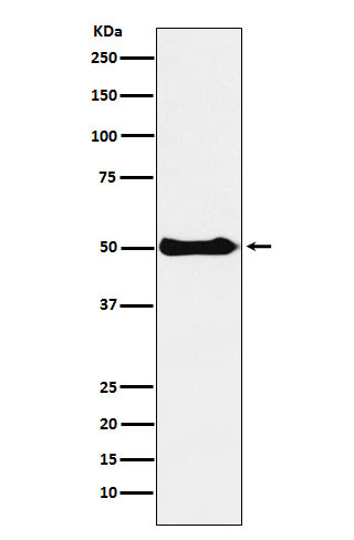 CSK antibody western blot Ramos lysates STJA0037310