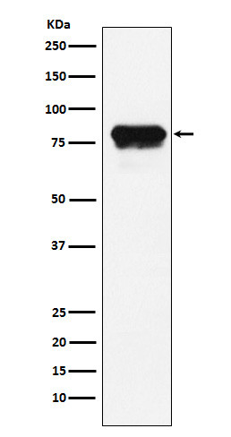 PLTP antibody western blot HeLa lysate STJA0037316
