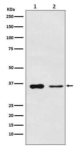 PDLIM1 antibody western blot Saos2 mouse lung STJA0037334