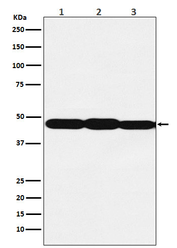 ESE1 antibody western blot A431 NIH/3T3 C6 STJA0037339