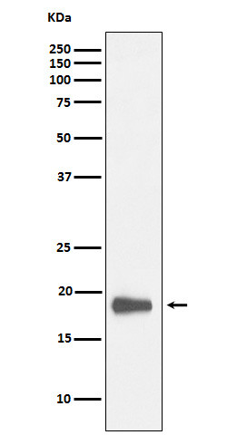 HMGN2 antibody western blot K562 cells STJA0037366