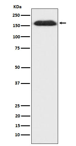 SPT5 antibody western blot HepG2 STJA0037403