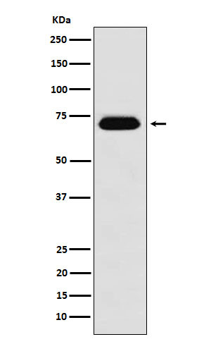 NUP62 antibody western blot Raji lysates STJA0037454