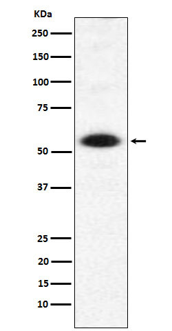 DMAP1 antibody western blot HeLa lysates STJA0037455