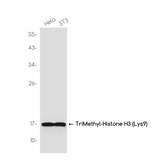 TriMethyl-Histone H3 Lys9 antibody western blot HeLa 3T3 STJA0037473