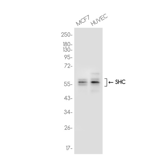 SHC antibody western blot MCF7 HUVEC STJA0037482