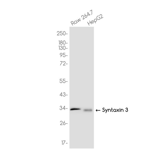 Syntaxin 3 antibody western blot HepG2 Raw 2647 STJA0037515