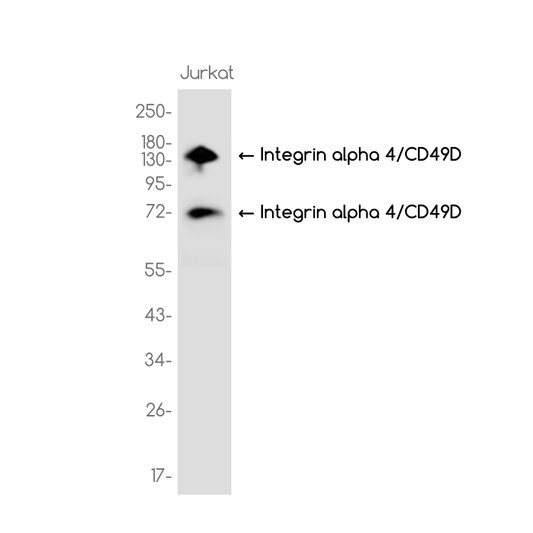 Integrin alpha 4/CD49D antibody western blot Jurkat STJA0037538