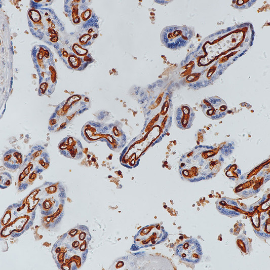 CD31 antibody immunohistochemistry paraffin-embedded placenta STJA0037603