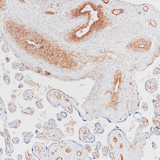 CD146 antibody immunohistochemistry placenta paraffin-embedded STJA0037687