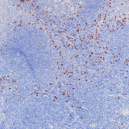 Human IgA antibody immunohistochemistry paraffin-embedded tonsil tissue STJA0037693